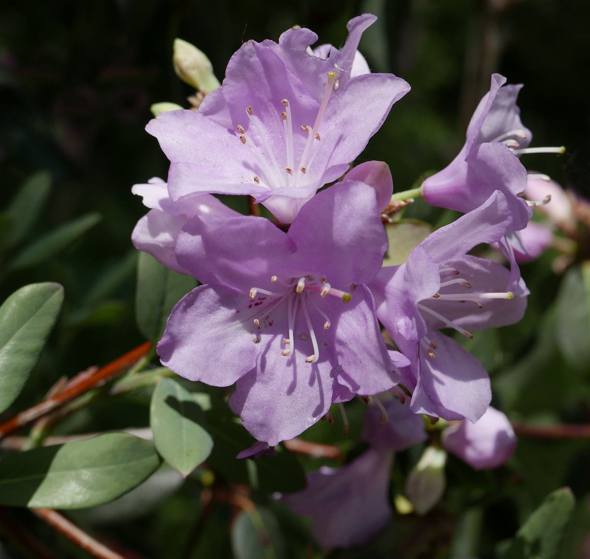 R. oreotrephes AGM